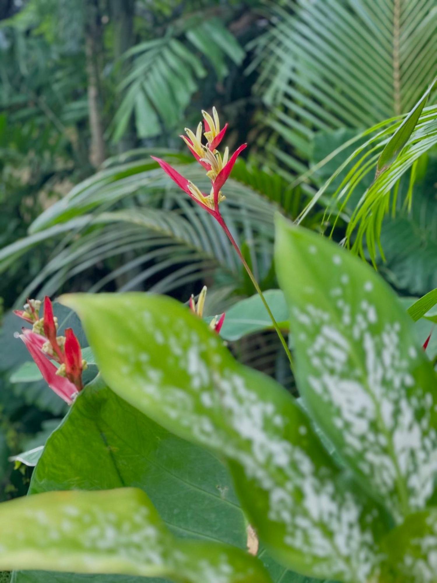 Sri Lanka Surf Villa Domus Graziella 阿杭格默 外观 照片